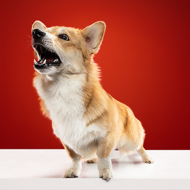 Where are you going without me. Welsh corgi pembroke puppy is posing. Cute fluffy doggy or pet is sitting isolated on red background. Studio photoshot. Negative space to insert your text or image.