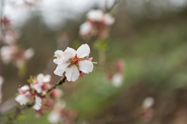 Free photo white almond blossom with blurred background