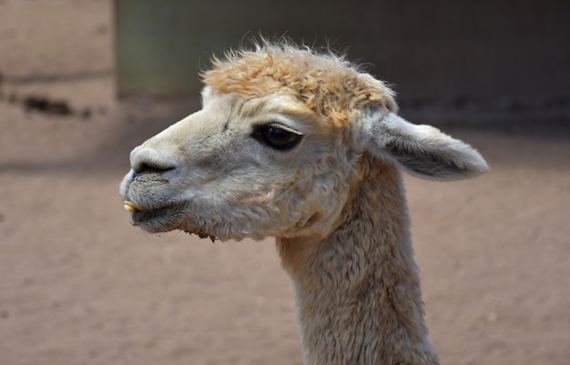 White Alpaca With an Under Bite and Teeth Showing