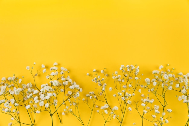 Free photo white baby breath's flower on yellow background