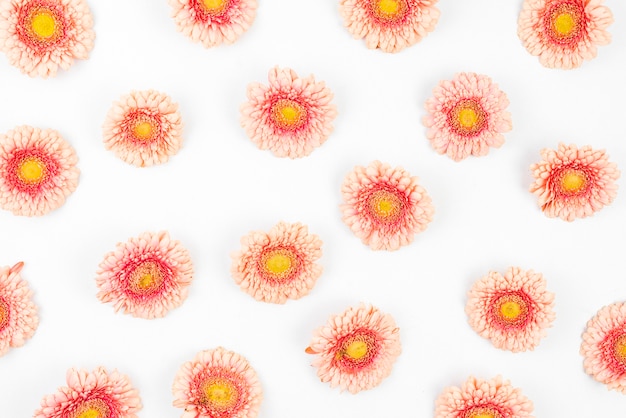 Free photo white background decorated with pink gerbera flowers