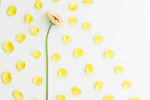 Free photo white background with decorative flower and yellow petals