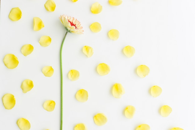 White background with decorative flower and yellow petals