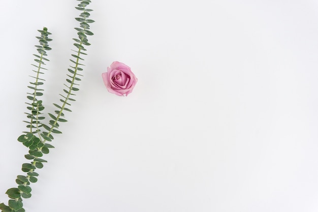 Free Photo white background with green plant and pink flower