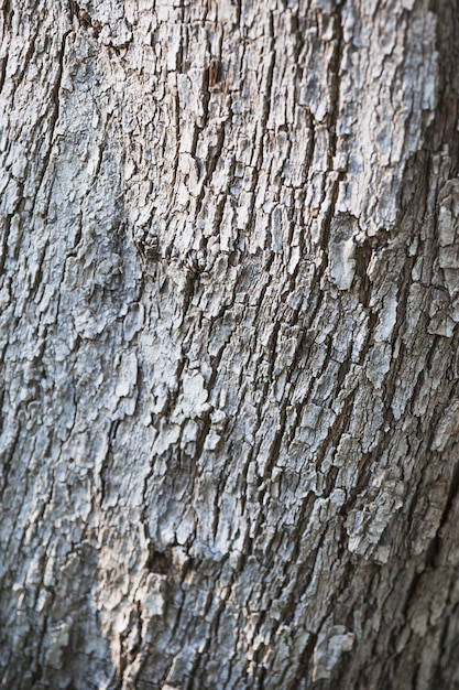 Free Photo white bark of tree