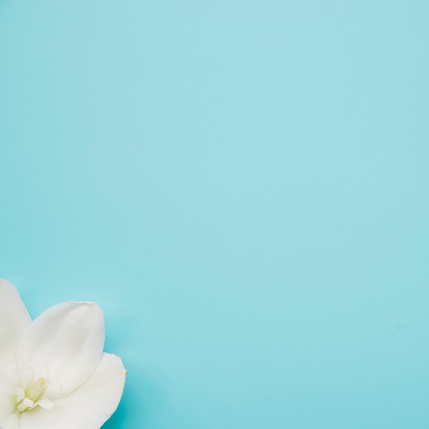 White beautiful flower on the corner of the blue background