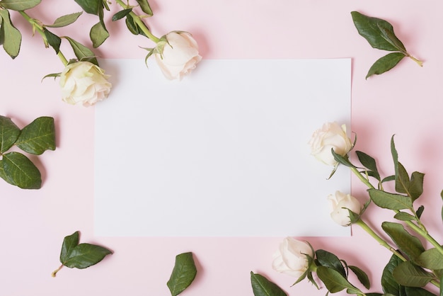 Free photo white beautiful roses on white blank paper against pink background