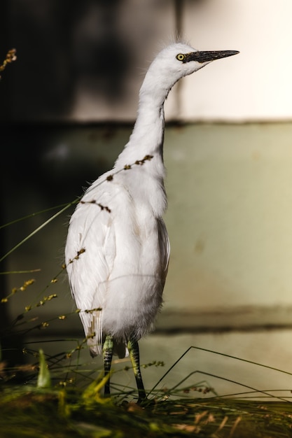 Free Photo white bird on brown wooden fence