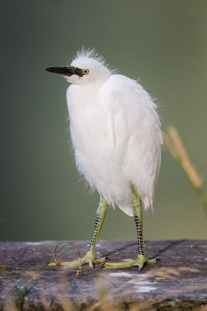 Free photo white bird on brown wooden stick