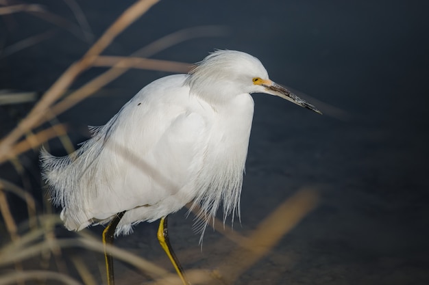 Free photo white bird on brown wooden stick