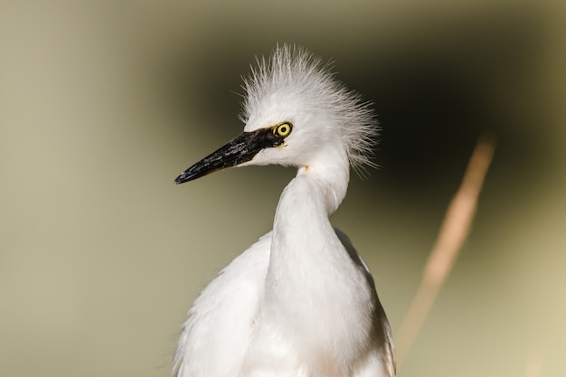 Free Photo white bird on brown wooden stick