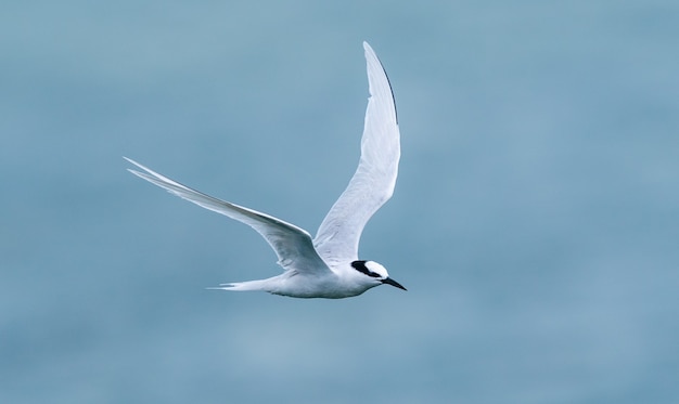 Free photo white bird flying above the sea