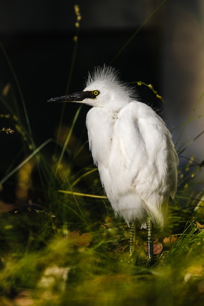 Free photo white bird on green grass