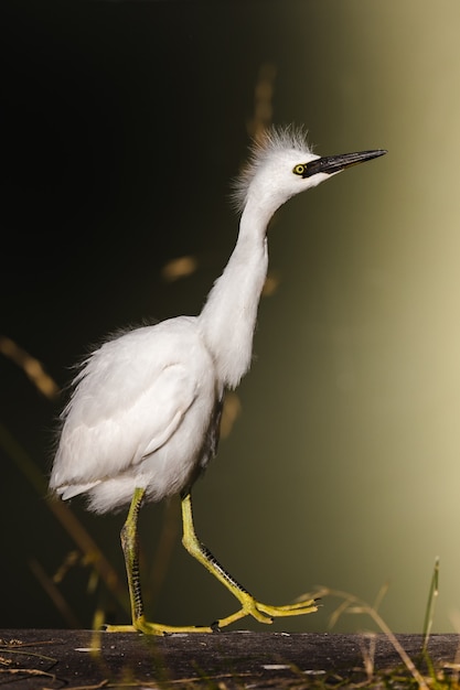 Free photo white bird on yellow metal stand