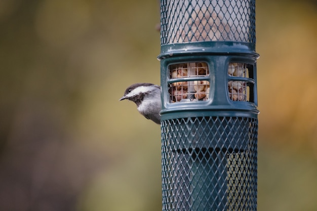 Free photo white and black bird on blue cage