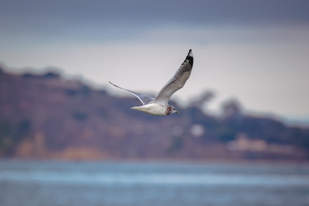 Free photo white and black bird flying over the sea during daytime