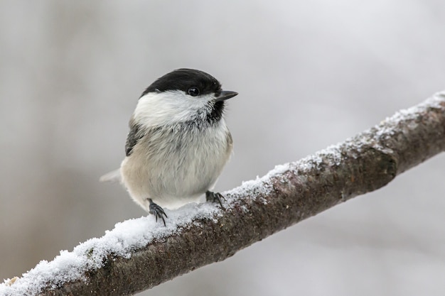 Free photo white and black bird perched on tree branch