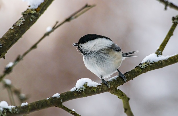 Free photo white and black bird on tree branch