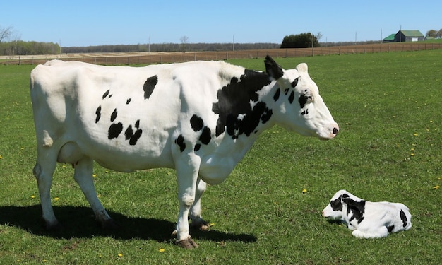 Free photo white and black cow with her calf in a green field