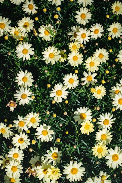 Free photo white and black daisy flowers