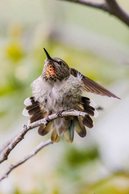 White and black humming bird