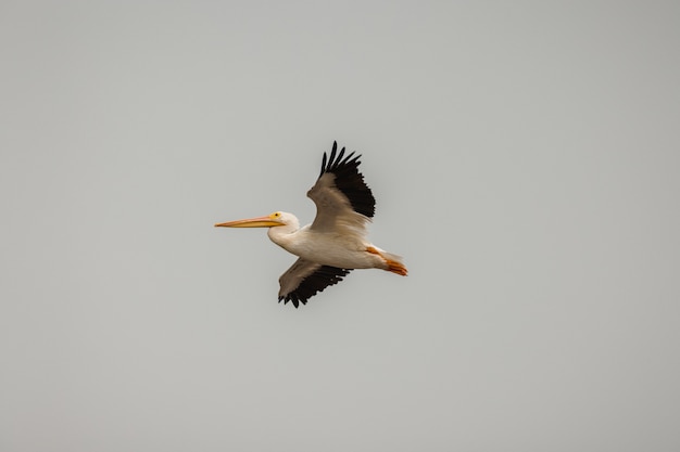 Free photo white and black pelican in the sky