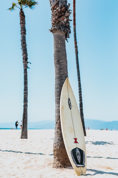 Free photo a white and black surfboard leaning on a gray mexican palm tree