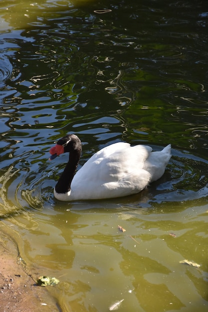 Free photo white and black swan swimming in a shallow pond.