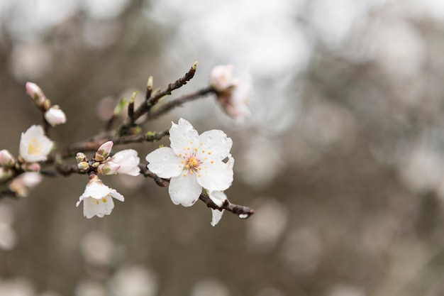 Free photo white blossom with water drops