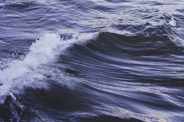 White blue duck swimming in a wavy dark blue sea