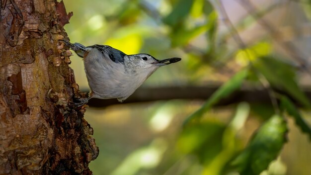 White breasted nuthatch