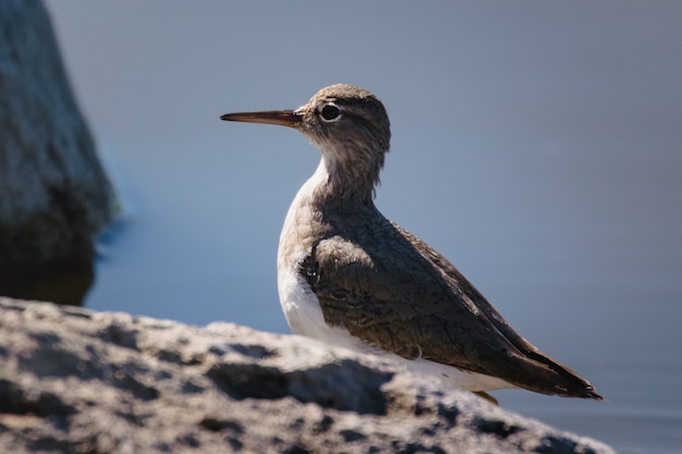 Free Photo white and brown bird on brown rock during daytime