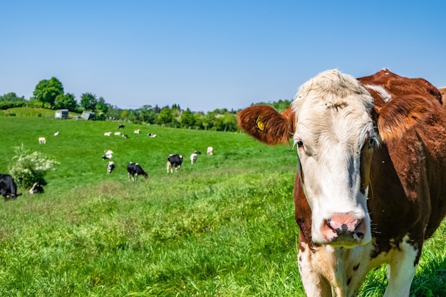 Free photo white and brown cow looking straight at the camera with a herd of cows on the pasture in background