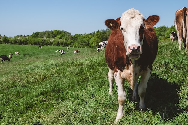 White and brown cow looking straight at the camera with a herd of cows on the pasture in