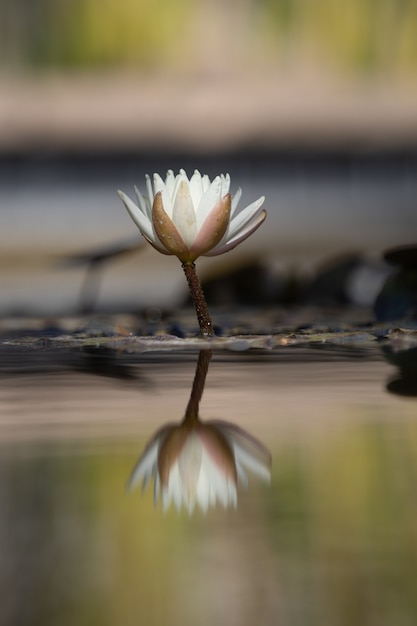 Free photo white and brown flower on brown tree branch