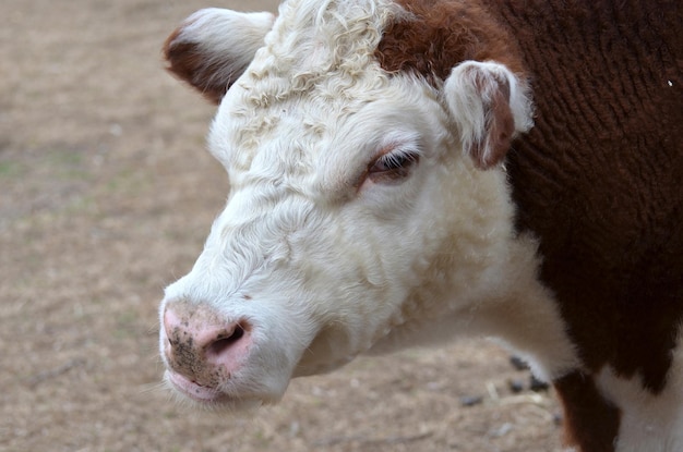 White and Brown Heifer Dairy Cow