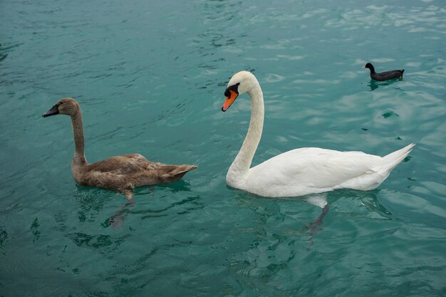 White and brown tundra swans swimming in the sea with a duck