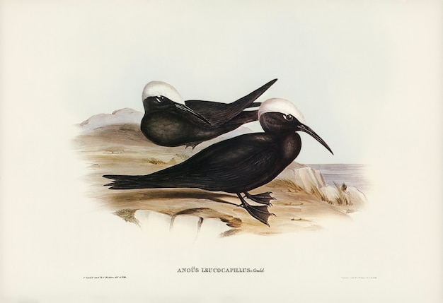 Free Photo white-capped tern (anous leucocapillus) illustrated by elizabeth gould