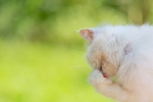 White cat In the garden