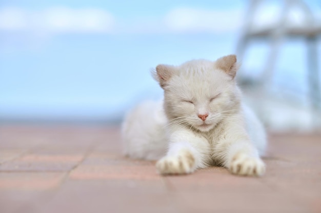 Free photo white cat lying with closed eyes