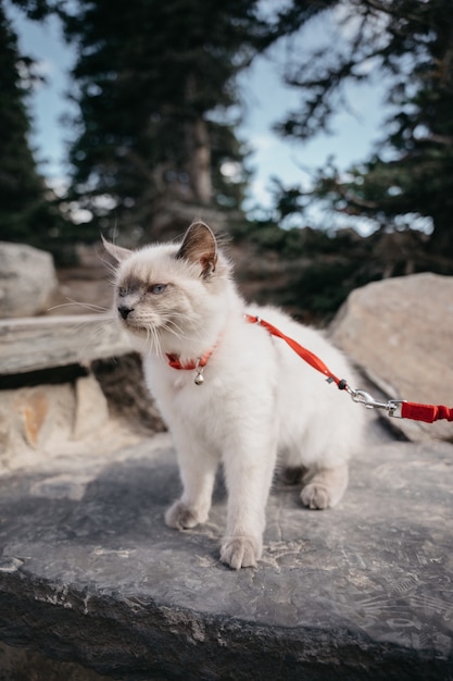 Free photo white cat with red leash on gray concrete floor during daytime