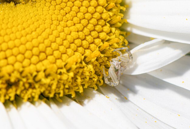 White Chamomile with yellow middle plant bloom macro shot