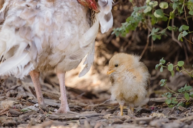 Free photo white chicken on brown soil