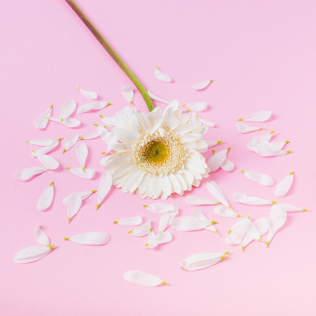 Free Photo white chrysanthemum daisy flower with broken petals on pink backdrop