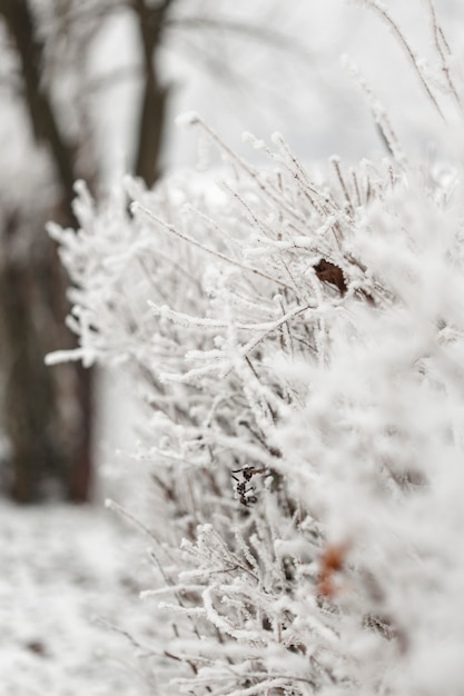 Free photo white close-up branches of frozen branches