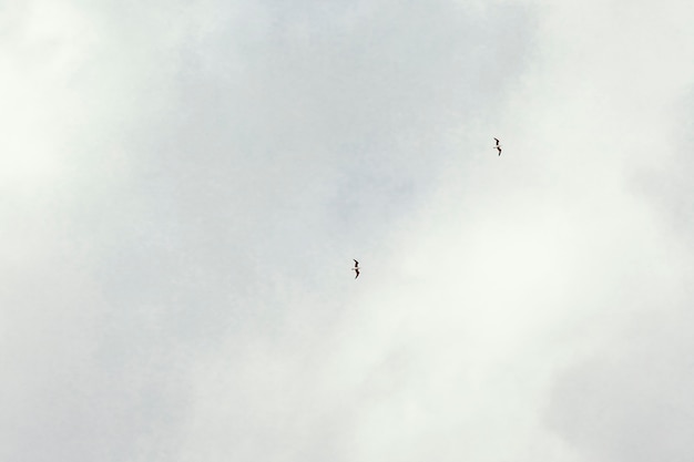 White clouds with birds on the sky