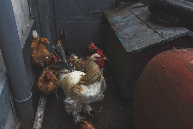 White cock and brown chicken