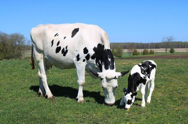 Free photo white cow with black spots grazing in green field with her calf