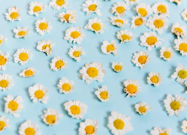 Free photo white daisy flowers on blue background