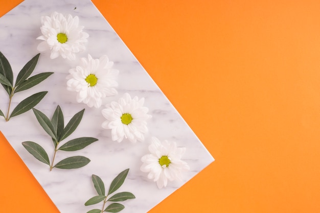 White daisy flowers with green twig on an orange background